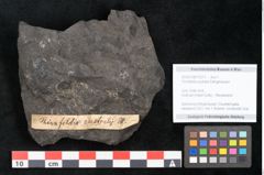 Foto (Objekt + Etikett) von Thinnfeldia australis Ettingshausen (NHMW-GEO-2024-0188-10311)